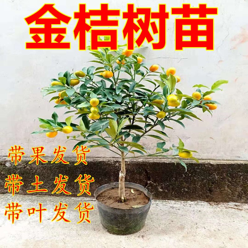 金桔苗树带果橘子盆栽地南