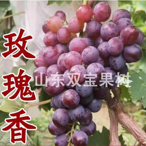 玫瑰香葡萄苗盆栽地栽葡萄树苗丛林玫瑰葡萄当年结果南方北方种植,鲜花速递/花卉仿真/绿植园艺,果树,淘宝优惠券,粉丝福利购,淘宝优惠卷