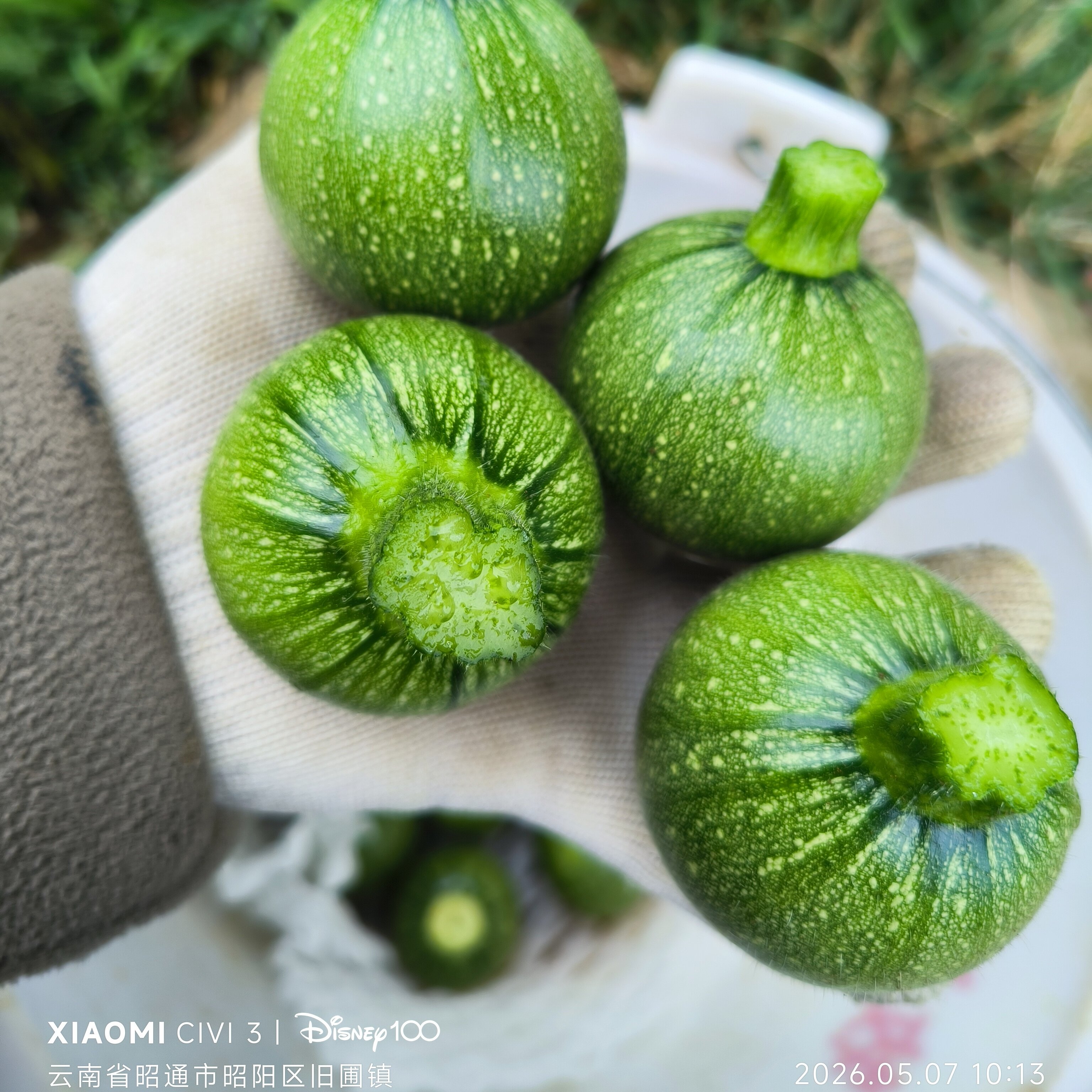 超小小瓜特小西葫芦新鲜云南小圆瓜甜瓜迷你小瓜袖珍小瓜