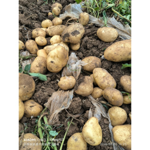 云南昭通土豆大山包土豆黄心土豆老品种米拉洋芋高山土豆农家土豆