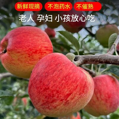 云南昭通苹果直发农家红露苹果樱桃小苹果新鲜水果轻微冰雹打过