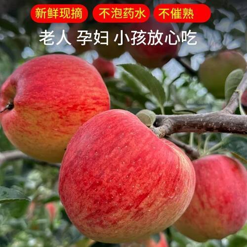 云南昭通苹果直发农家红露苹果樱桃小苹果新鲜水果轻微冰雹打过