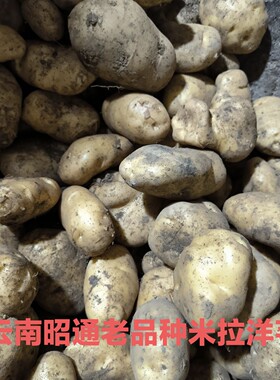云南昭通土豆大山包土豆黄心土豆老品种米拉洋芋高山土豆农家土豆