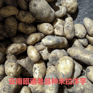 云南昭通土豆大山包土豆黄心土豆老品种米拉洋芋高山土豆农家土豆