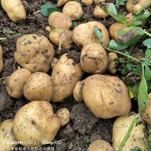 云南昭通土豆大山包土豆黄心土豆老品种米拉洋芋高山土豆农家土豆