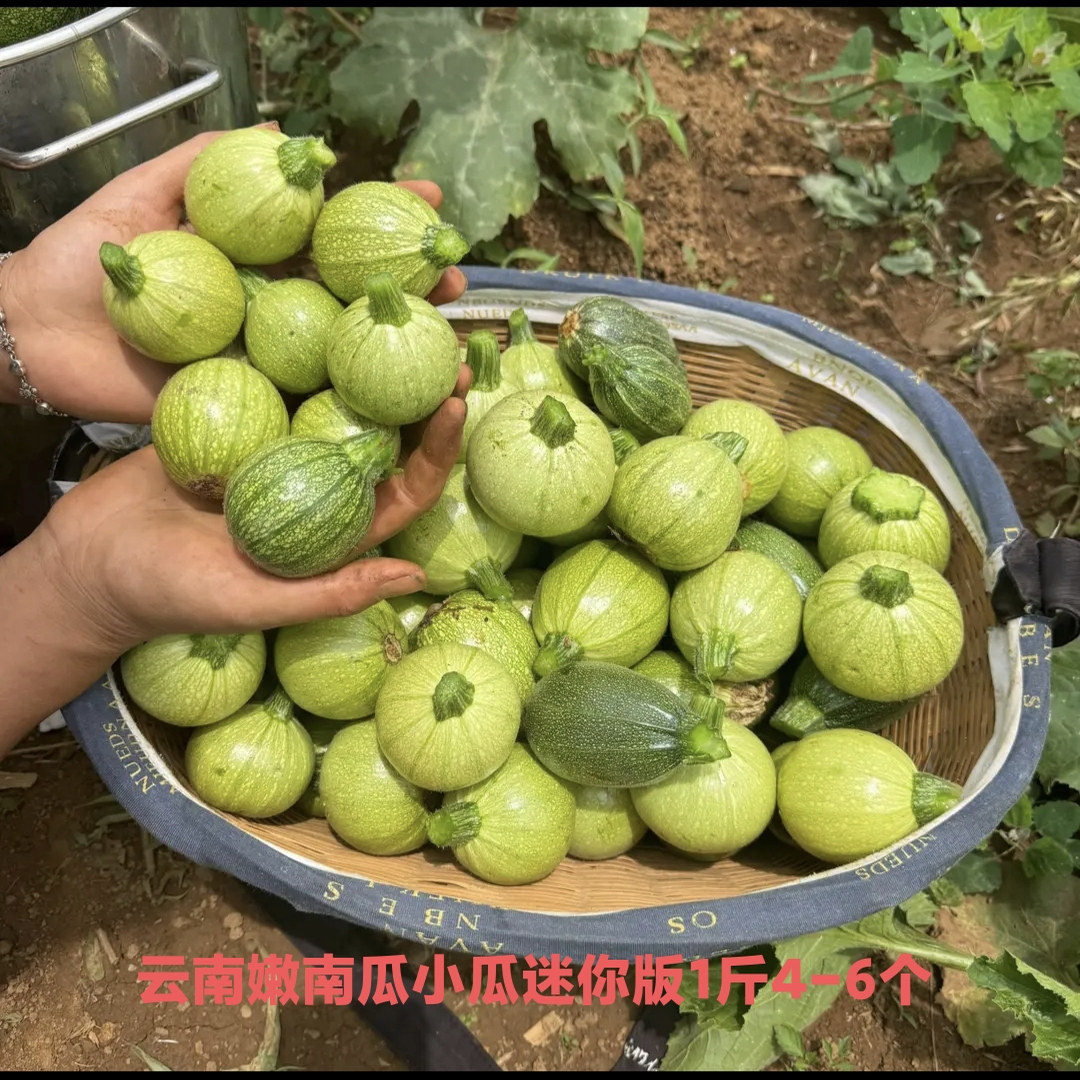 超小小瓜特小西葫芦新鲜云南小圆瓜甜瓜迷你小瓜袖珍小瓜