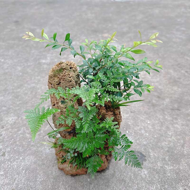 吸水石植物盆栽 蕨类植物 水陆缸微景观办公室茶室摆件 附石盆景