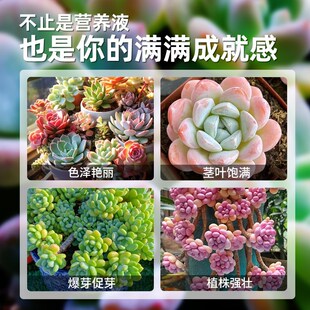 多肉营养液专用肥优芽素植物通用型生根矮胖素上色剂增色剂花肥料