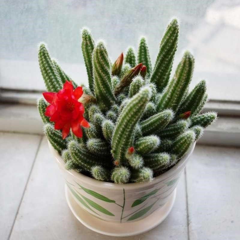 多肉植物毛毛虫多头群生室内外阳台花卉盆栽仙人指白檀仙人掌绿植