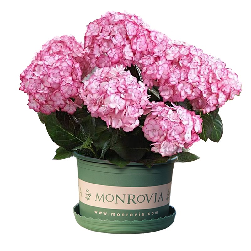 绣球花苗盆栽带花四季开花室内植物花卉阳台好养活无尽夏老桩绿植