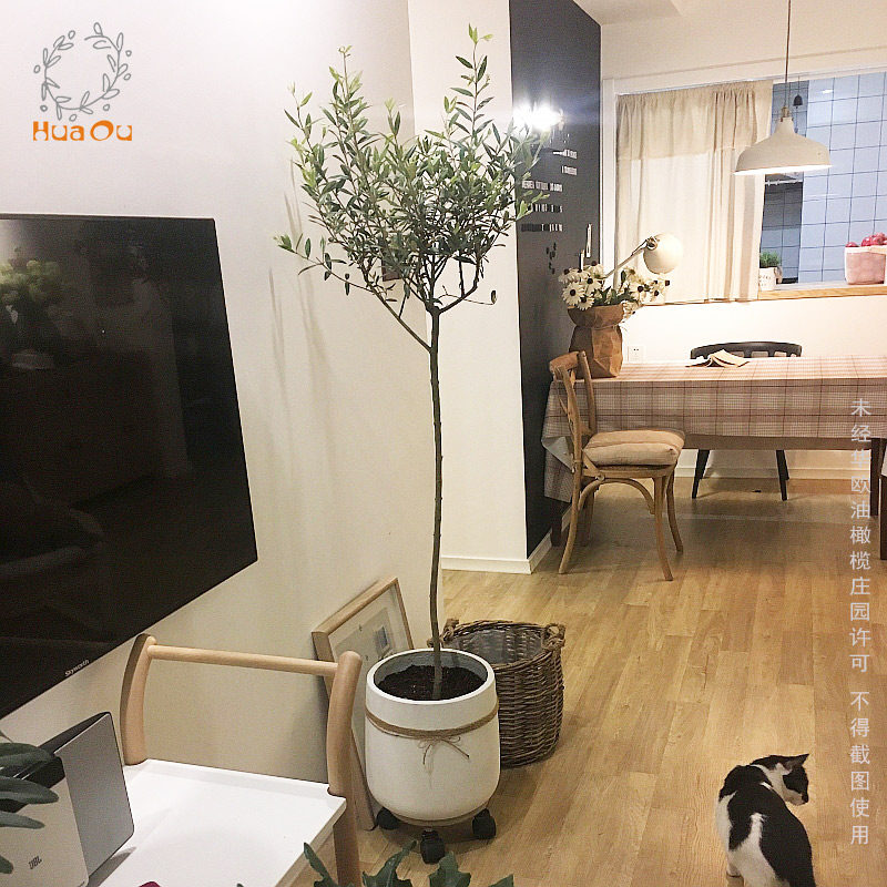 华欧油橄榄树盆栽室内大型绿植真植物大树棒棒糖客厅庭院阳台树苗