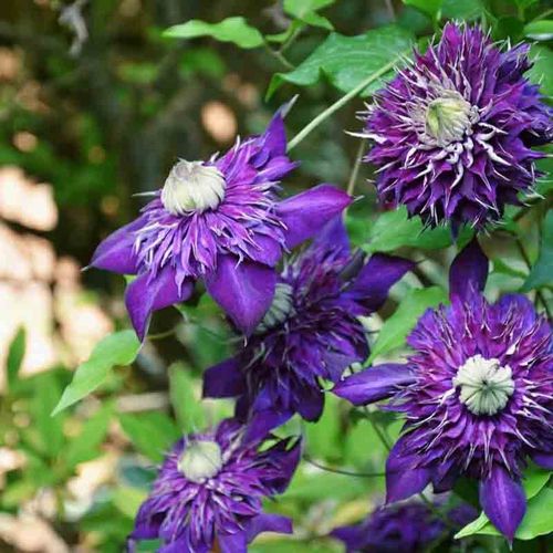 紫子丸重瓣大花铁线莲花苗阳台盆栽室内爬藤绿植庭院藤本攀援植物