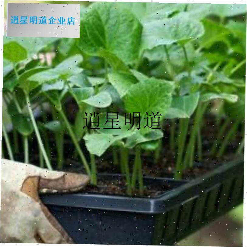 l50孔育苗穴盘育苗盘多肉育苗箱育苗F盆种植盘瓜果芽菜128穴种苗