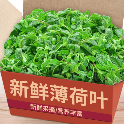 新鲜薄荷叶|现摘现发|商超精品
