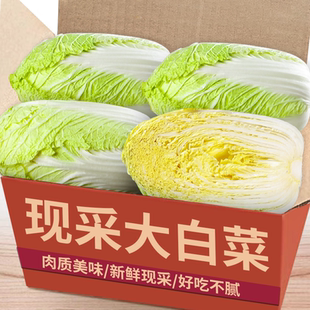 新鲜大白菜农家自种蔬菜当季 时令新鲜大白菜包心菜整颗白菜直发