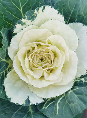 叶牡丹鲜花云南直发室内水养新鲜紫色插花羽衣甘蓝花鲜切花花束