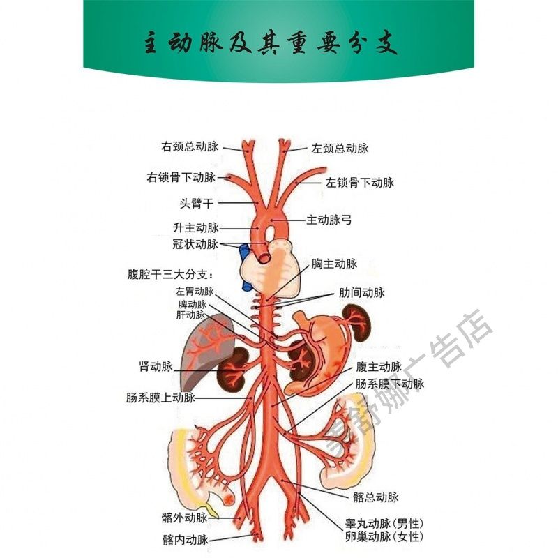 人休主动脉及其分支分布血液系统血管分布图海报挂图装饰画kt板