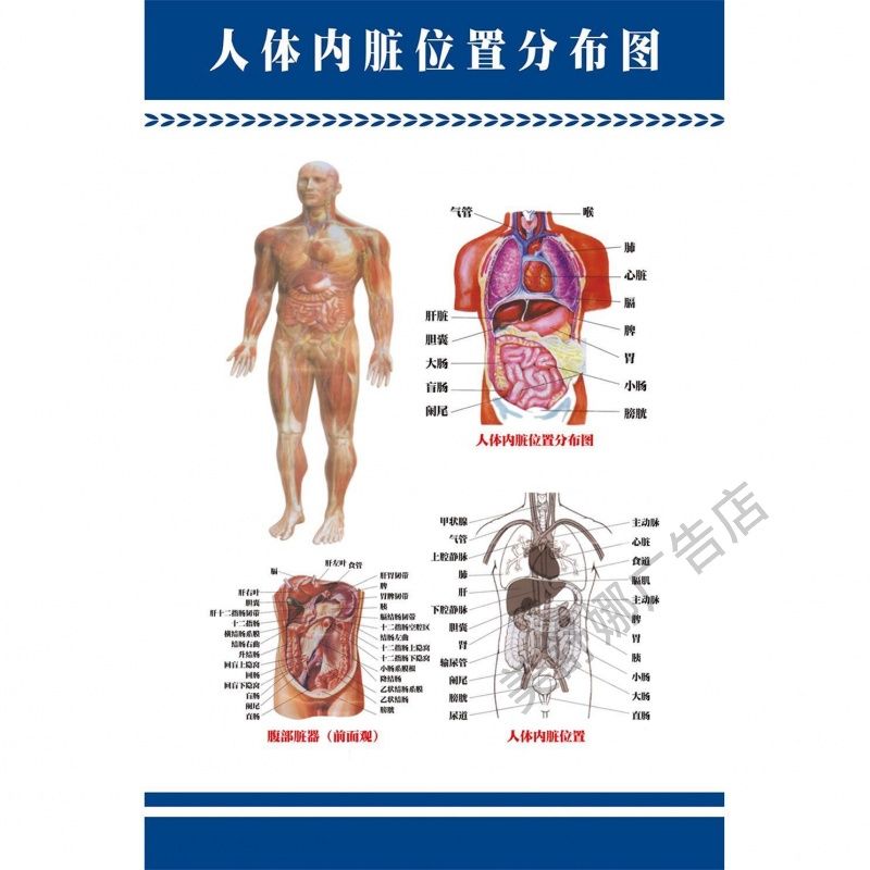 人体内脏解剖系统示意图医学教学宣传挂图人体器官结构图医院海报
