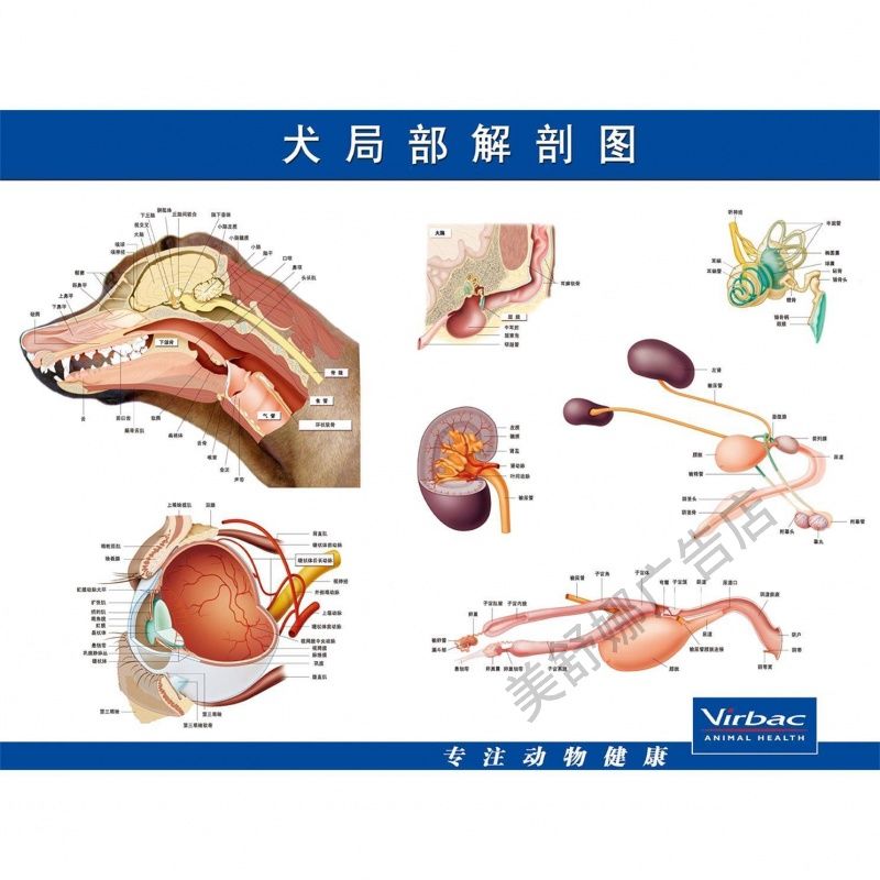 狗狗犬骨骼局部解剖图宠物店兽医动物医院医疗墙贴挂画装饰画海报