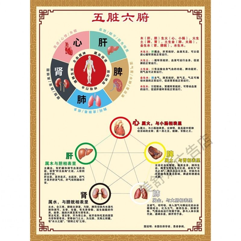 神经系统分布示意图人体器官医学讲解中医医院诊所背景墙宣传海报