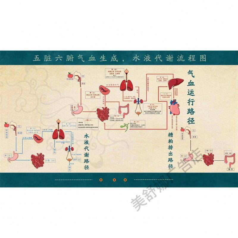 五脏六腑气血生成及人体代谢流程图海报贴纸医院诊所装饰画养生馆