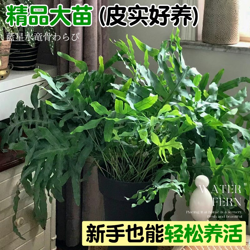 蓝星蕨蓝星水龙骨蕨霸王蕨盆栽老桩盆景室内客厅绿植物四季好养活