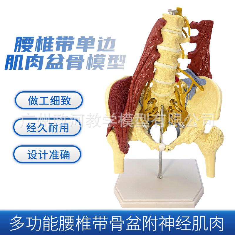 新款直销人体腰椎带肌肉骨盆模型 盆骨腰间盘突出 产妇盆底肌修复