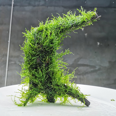 莫斯沉木水草一体造景成品大三角真植物绑好树桩造型天然鱼缸装饰