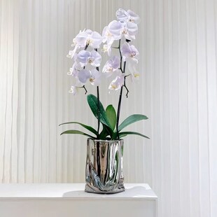 单株蝴蝶兰花盆小轻奢高级感家用陶瓷花盆金属电镀银色花瓶兰花盆
