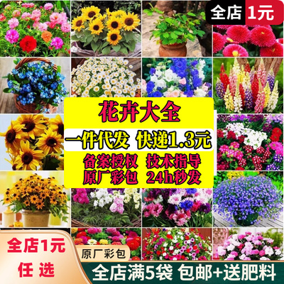 太阳花翠菊各种卉子大全蔷