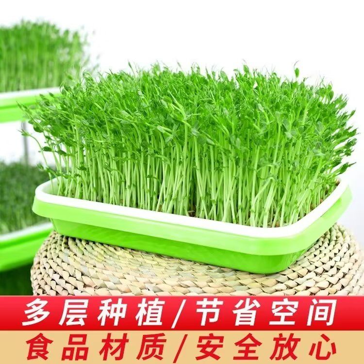 芽苗菜种子水培蔬菜室内红油香椿豌豆花生芽豆苗绿豆黄豆黑豆芽菜