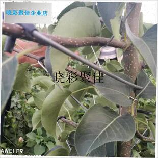 果树改进型拉枝器开角器定型器主干型拉主O枝背上枝侧枝固l
