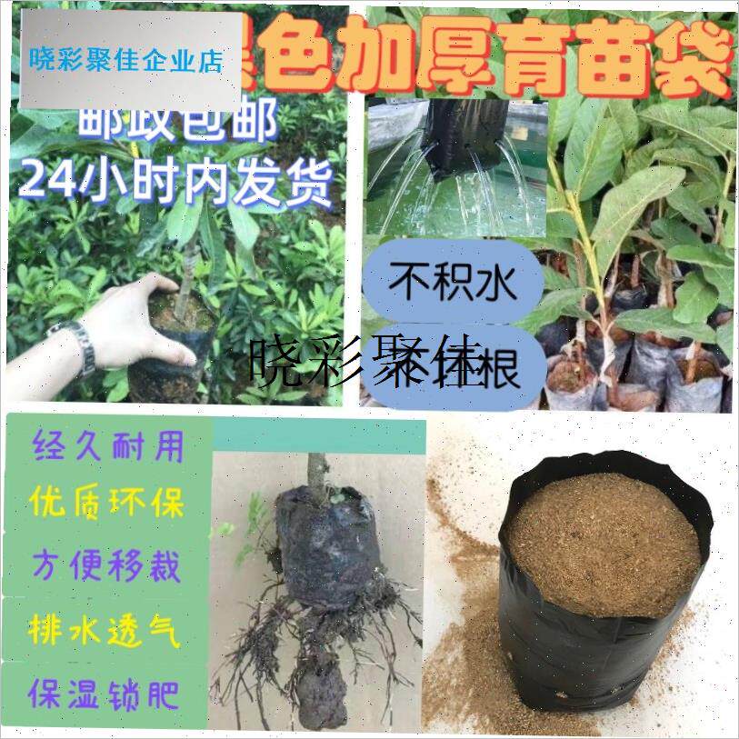 咖啡育苗袋槟榔育苗杯塑料营养袋茶树桉树百香果U柠檬苗培育种植l