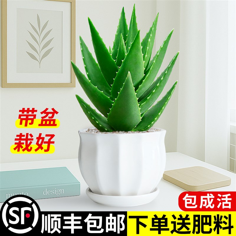 芦荟盆栽室内办公室桌面阳台小绿植高级感客厅好养活四季常青花卉图片