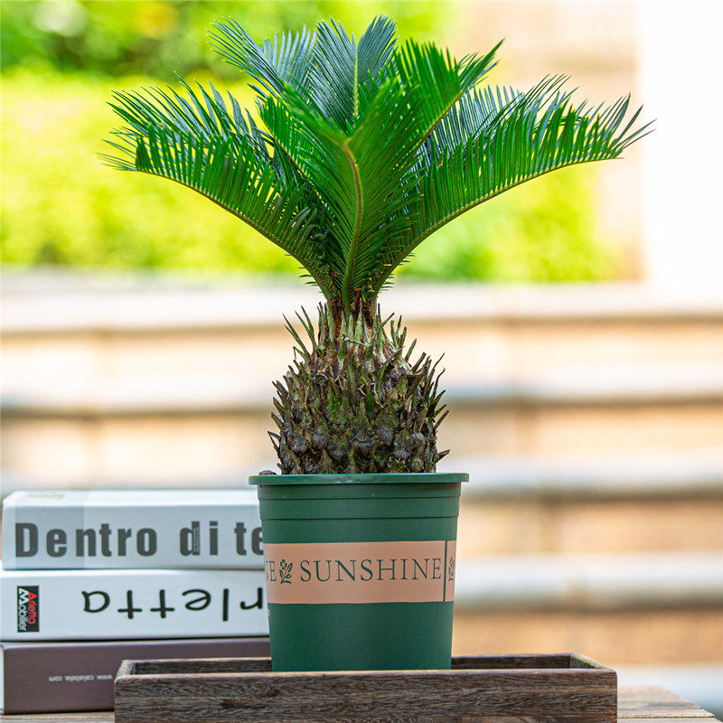 铁树盆栽室内阳台户外庭院花园四季好养植物苏铁室外盆景绿植树苗,鲜花速递/花卉仿真/绿植园艺,绿植,淘宝优惠券,粉丝福利购,淘宝优惠卷