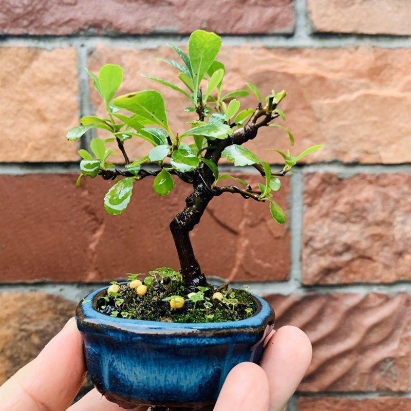 木木三/原生茶台小品豆盆造型盆景 办公桌书桌摆件小精品拇指盆景