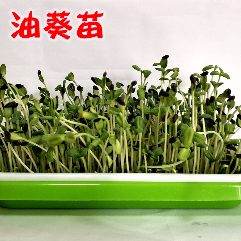 5斤新货生黑珍珠小瓜子 葵花子油葵籽 鹦鹉鸟食 宠物零食鸟粮鸽粮