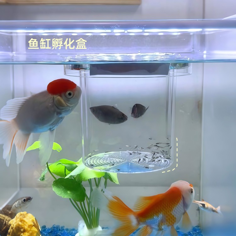 小鱼孵化隔离盒孔雀鱼小型鱼缸繁殖盒鱼卵鱼苗漂浮隔板观赏生产盒