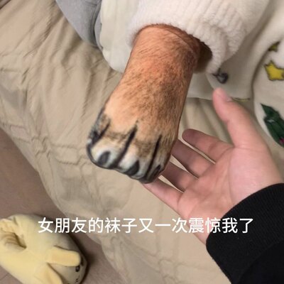 狗爪猫爪袜子创意搞怪素材袜整蛊抽象3d印花袜个性情侣仿真动物袜
