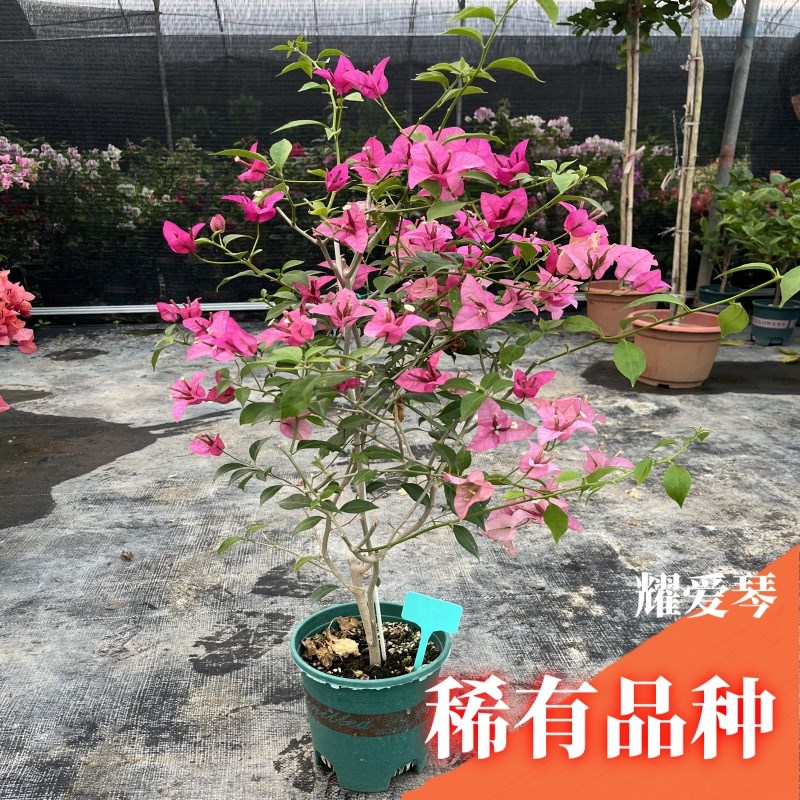 三角梅带花盆栽绿樱爬藤重瓣老桩四季开花大苗红樱安格斯庭院植物