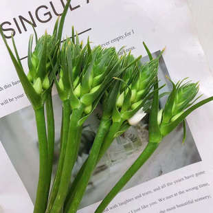 新鲜雀梅圣心百合鲜花家庭办公室瓶插水养鲜切花卉花期长云南直发