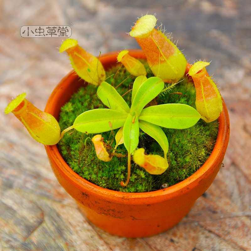 小虫草堂直播24丛林铃x葫芦猪笼草食虫植物盆栽客厅趣味食虫草,鲜花速递/花卉仿真/绿植园艺,食虫植物,淘宝优惠券,粉丝福利购,淘宝优惠卷