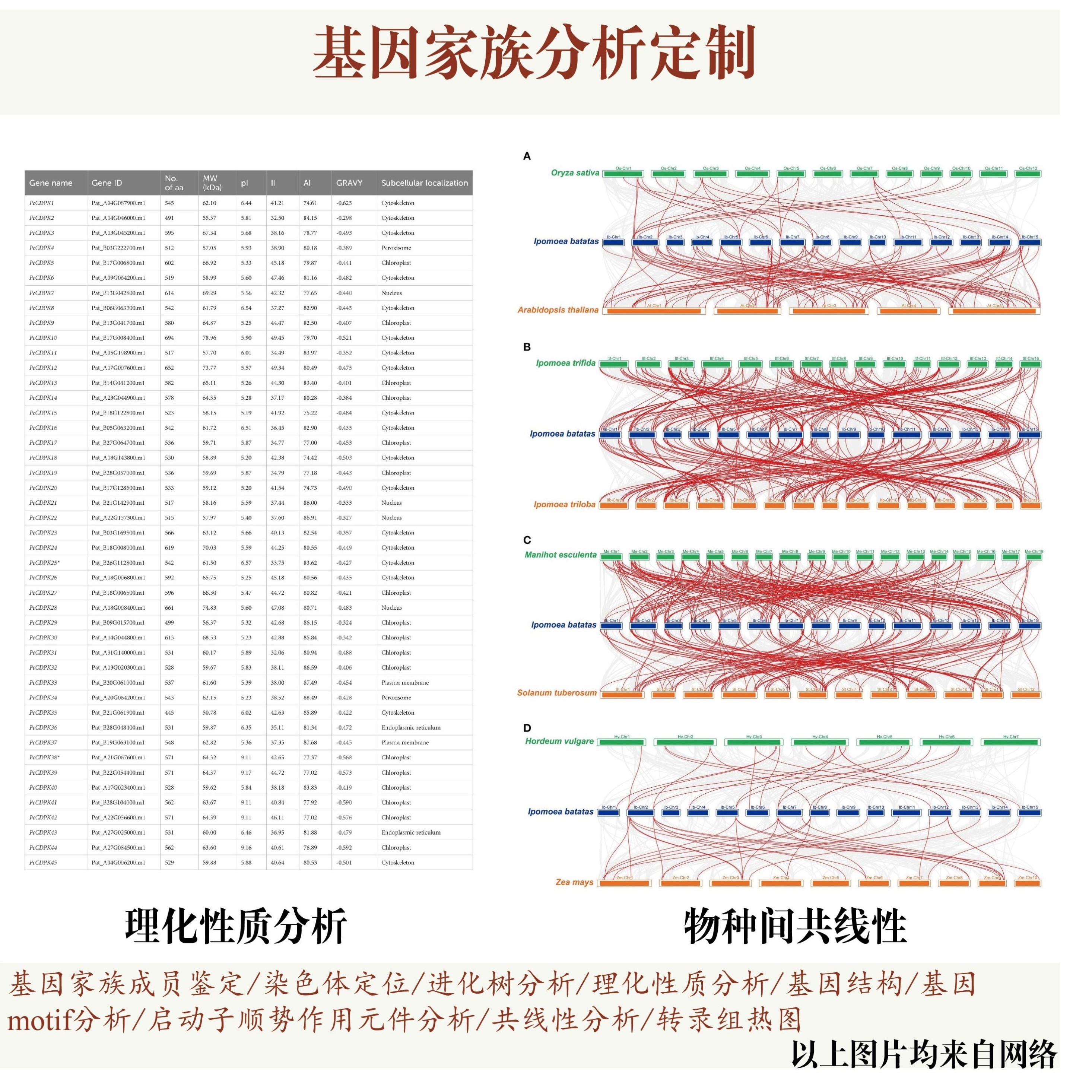 基因家族分析代做,包括基因家族成员鉴定染色体定位进化树共线性