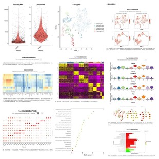 孟德尔随机化1-9分定制服务生信分析基因组分析单细胞测序