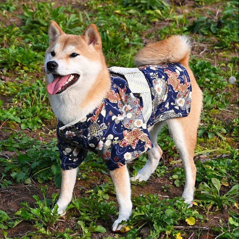 纯棉宠物狗狗猫咪衣服 柯基柴犬衣服日式公狗男款拍照和服浴衣图片