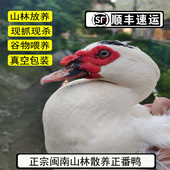 黄皮老鸭山林散养红脸土鸭营养正番鸭现杀真空发货 闽南正番鸭