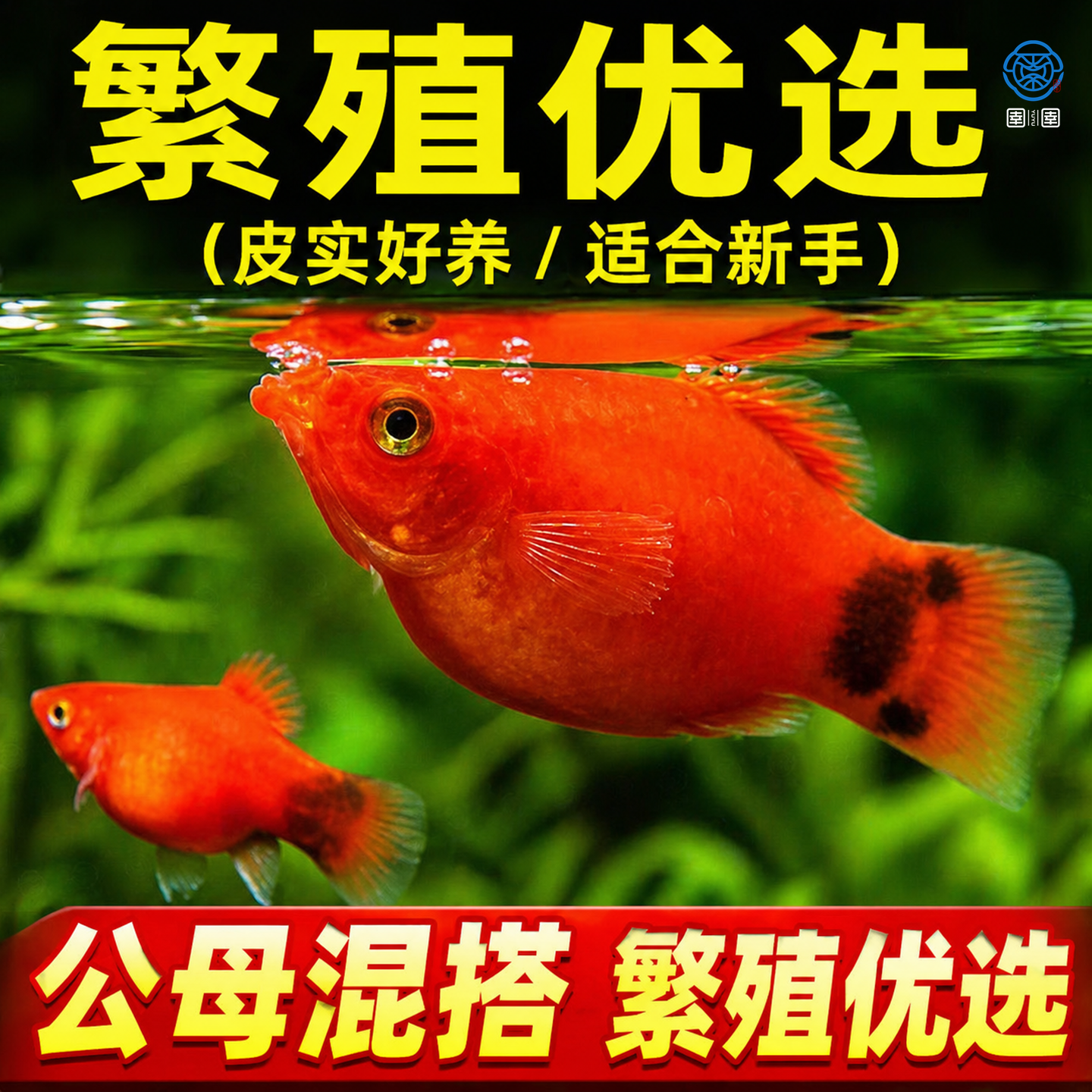 米奇鱼胎生鱼月光鱼观赏鱼小型热带鱼生小鱼玛丽鱼苗皮球好养耐活