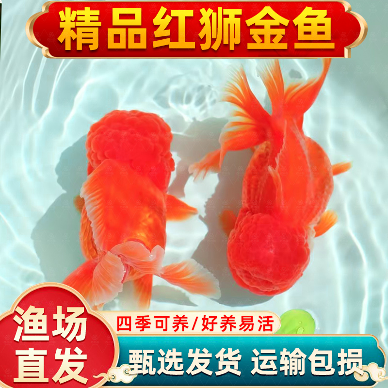 红狮金鱼国师鱼冷水鱼金鱼活鱼淡水锦鲤活体好养耐活不加温观赏鱼