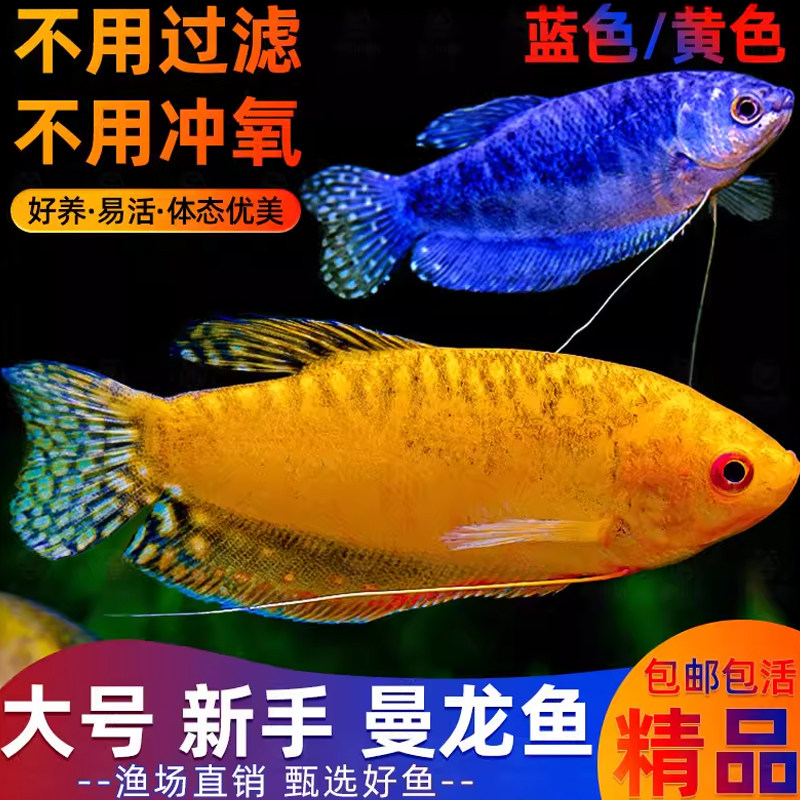 曼龙鱼热带观赏鱼黄曼龙蓝曼龙五彩血丽丽珍珠马甲球活小型淡水鱼