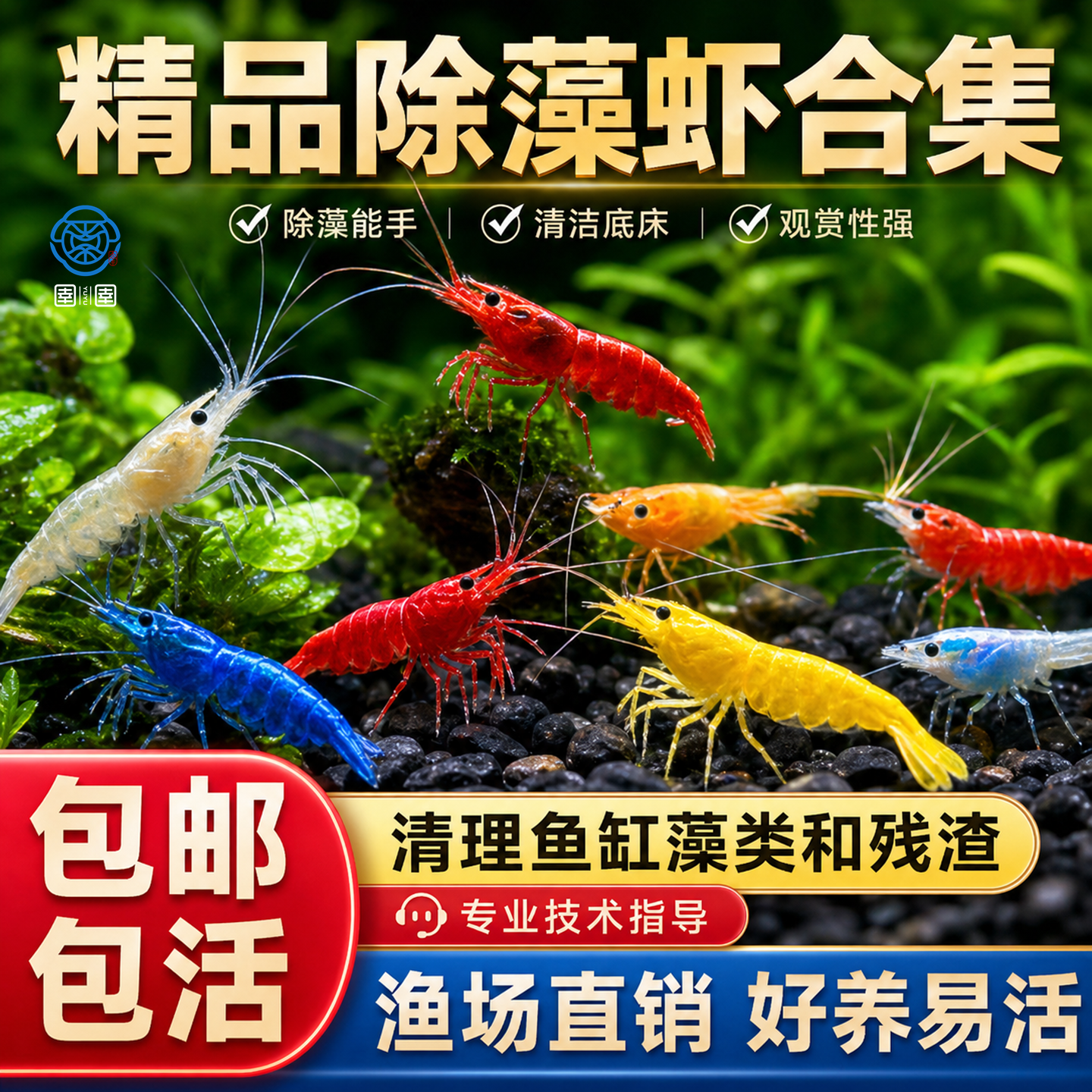 观赏虾黑壳虾清洁除藻工具樱花虾鱼缸造景活体好养小型淡水宠物虾